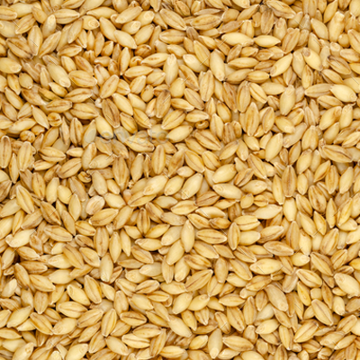 Suppliers of barley