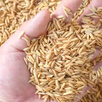 Rice bran manufacturers